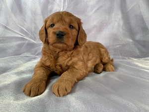F1 Miniature Goldendoodles for Sale, Ready Soon!